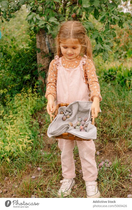 Nettes kleines Mädchen bewundert frische Pflaumen in einem Korb im Garten auf dem Lande süß sonnig bezaubernd zeigen Kind Ernte niedlich Vorschule reif Ackerbau
