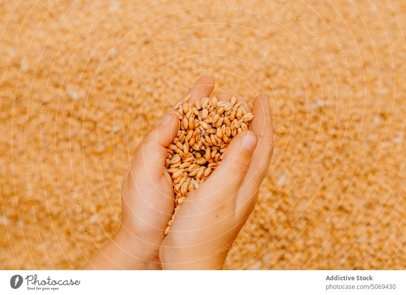 Person mit Körnerhaufen in den Händen zeigen Haufen Korn manifestieren Mais rustikal organisch Ernte ungekocht Hafer Sommer Produkt einfach viele tagsüber
