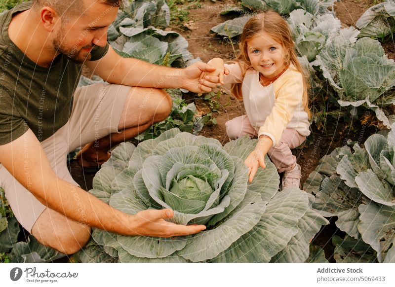 Glücklicher Vater und Tochter verbringen Zeit im Garten mit wachsendem Kraut Kohlgewächse Schonung reif grün Ackerbau Ernte Vorschule Gemüse Eltern Kind Mädchen