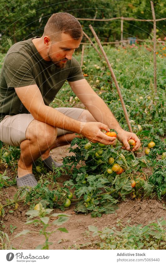 Vorsichtig bärtiger Bauer pflückt reife Tomaten vom Strauch im Garten Landwirt pflücken vorsichtig Buchse abholen frisch Blatt Schonung Sommer Mann Ackerbau