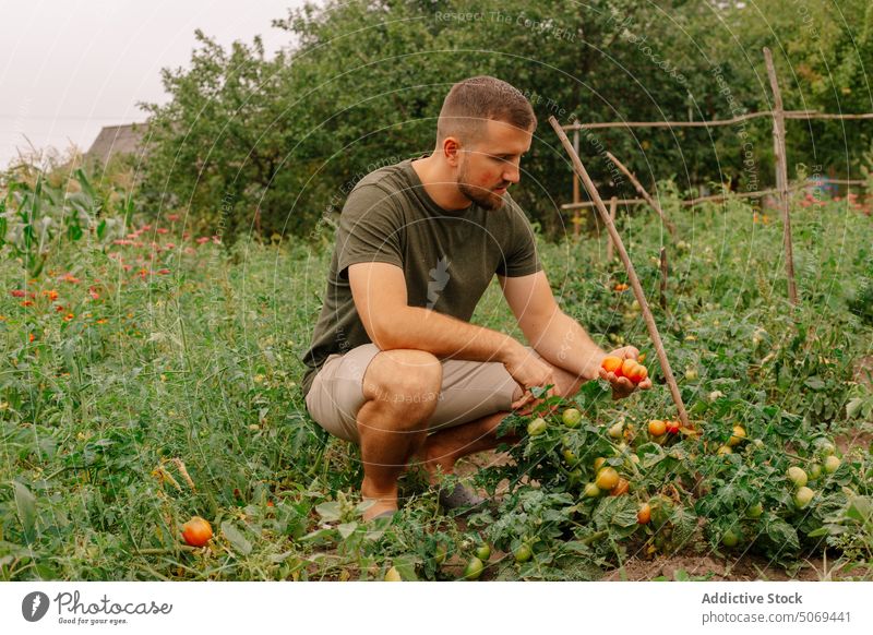Vorsichtig bärtiger Bauer pflückt reife Tomaten vom Strauch im Garten Landwirt pflücken vorsichtig Buchse abholen frisch Blatt Schonung Sommer Mann Ackerbau