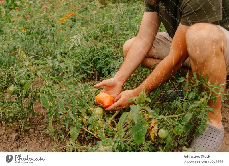 Die Hand eines Landwirts pflückt reife Tomaten vom Strauch im Garten pflücken vorsichtig Buchse abholen Körperteil frisch Blatt anonym Schonung Sommer Mann