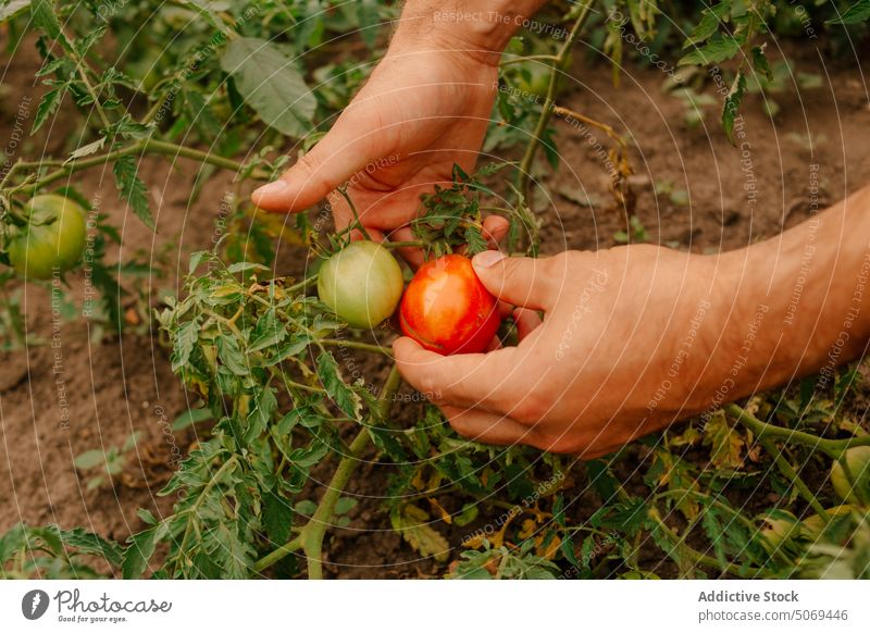 Die Hand eines Landwirts pflückt reife Tomaten vom Strauch im Garten pflücken vorsichtig Buchse abholen Körperteil frisch Blatt anonym Schonung Sommer Mann
