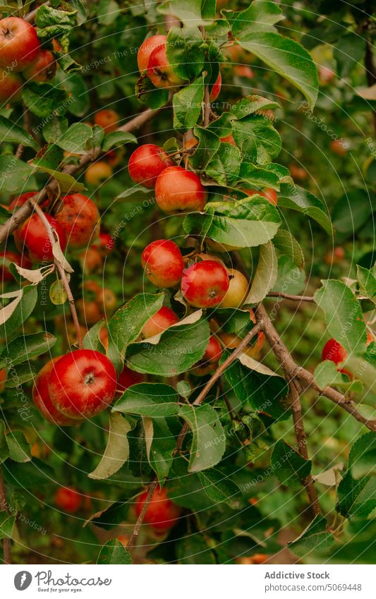 Reife rote Äpfel auf grünen Baumzweigen in der Natur Apfel Ast Garten Frucht Laubwerk reif Wachstum Vitamin vegetieren frisch üppig (Wuchs) wachsen Ackerbau