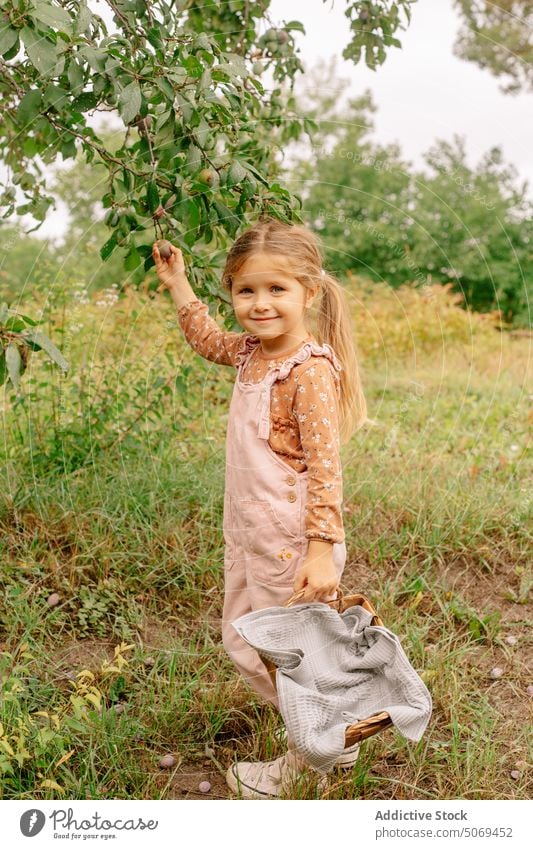Niedliches kleines Mädchen mit Korb im Garten Pflaume süß sonnig bezaubernd zeigen Kind Ernte frisch niedlich Vorschule reif Ackerbau wenig Sommer unschuldig