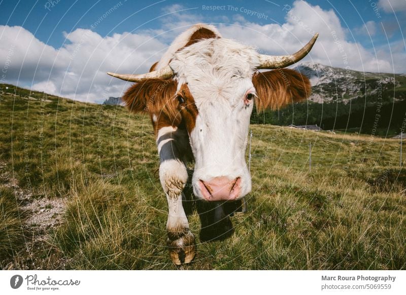 Eine Kuh auf der Weide in den österreichischen Bergen Tiergesicht Ackerbau Alpen Österreich Hintergrund Rindfleisch schwarz blau bovin gemütlich Landschaft Kühe
