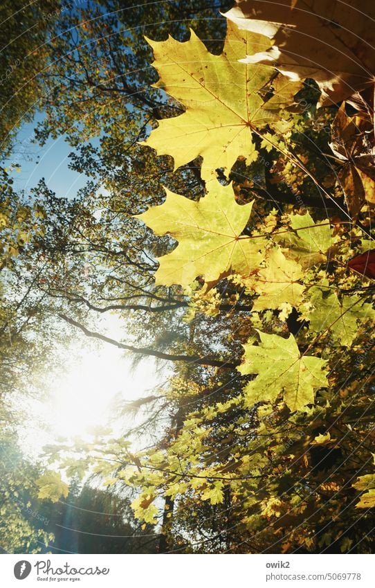 Winke, winke Herbst Natur Außenaufnahme Gegenlicht Sonnenlicht Licht Schatten Kontrast Tag Menschenleer Laubwald Herbstlaub Stimmung glänzend leuchten