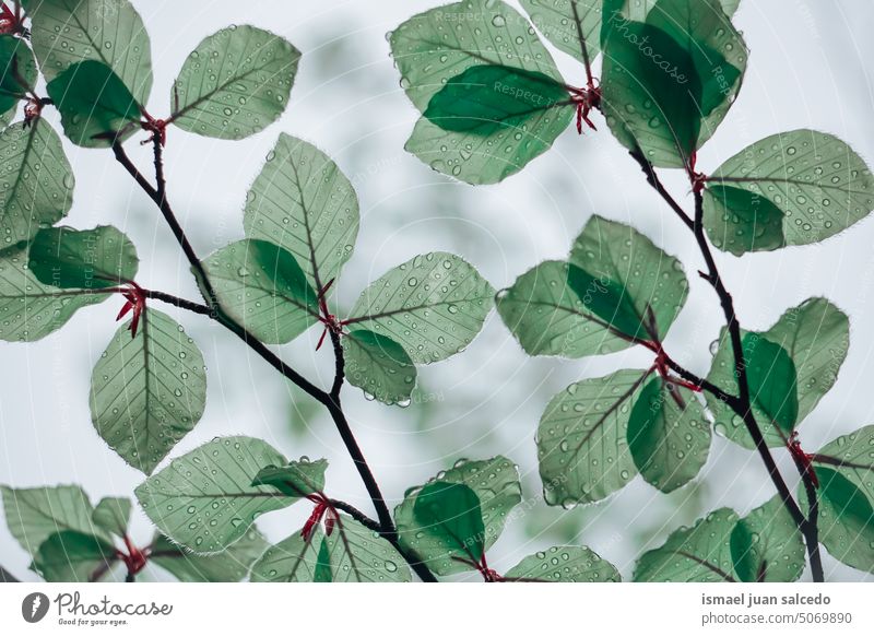 grüne Baumblätter in der Natur im Frühling Niederlassungen Blätter grüne Blätter Blatt grüne Farbe grüner Hintergrund natürlich Laubwerk texturiert Schönheit