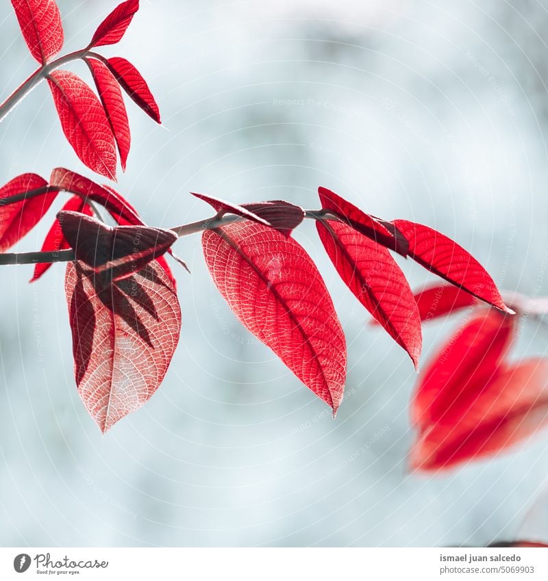 schöne rote Baumblätter im Herbst Niederlassungen Blätter Blatt rote Blätter Natur natürlich Laubwerk texturiert im Freien Hintergrund Schönheit