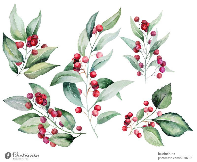 Weihnachten Aquarell Zweige mit grünen Blättern und roten Beeren. Feiertage Design Illustration Dekoration & Verzierung Zeichnung Element handgezeichnet