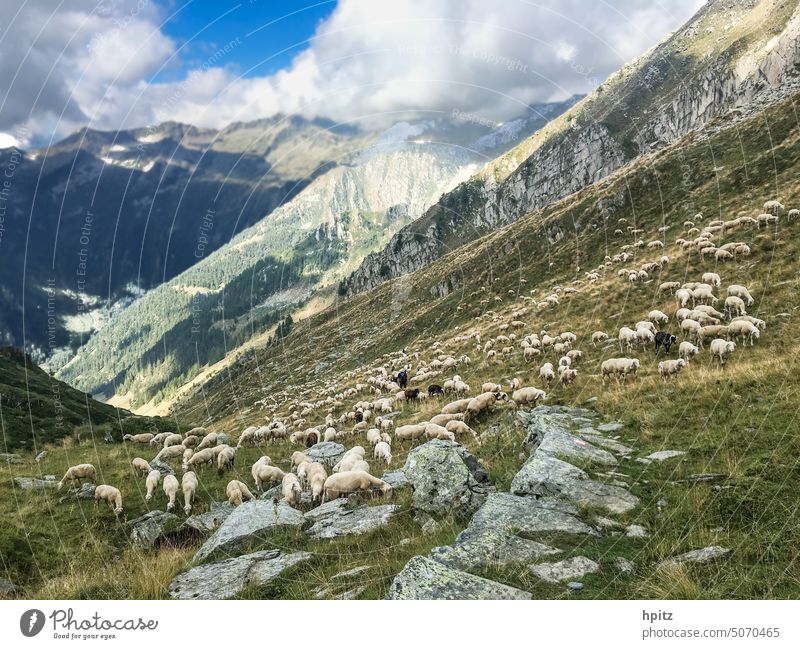 Schafe am Steilhang Berge Berghang mit Schafherde Berglandschaft