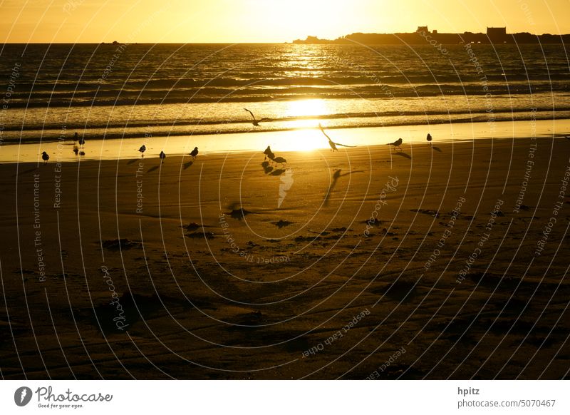 Möven am Abend Möwen Sonnenuntergang Meer Küste Strand Bretagne