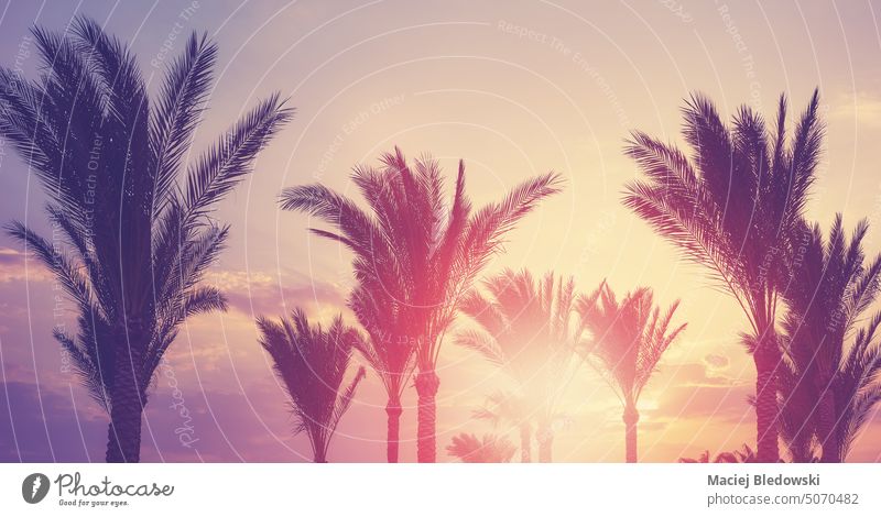 Palmen-Silhouetten bei Sonnenuntergang, Farbabtönung angewendet. Handfläche Baum Natur Urlaub Oase Paradies Himmel Sommer tropisch getönt retro Feiertage schön