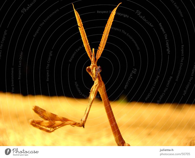 Vom Beten abgelenkt Gottesanbeterin Fangschrecken Insekt Gebet Provence Fühler