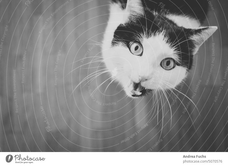 Katze miaut kater Haustier Tierporträt Katzenkopf miauend katze schreit