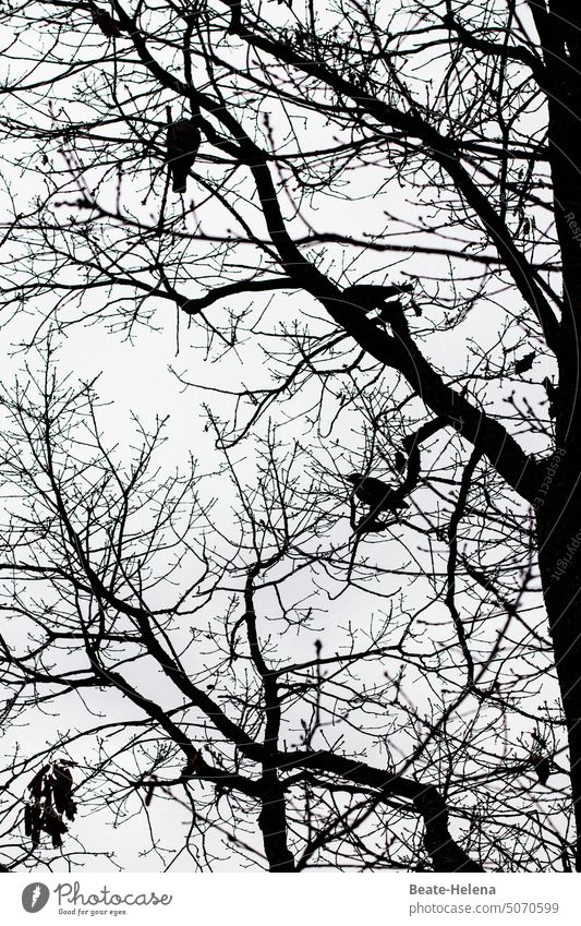 Krähenvögel im Astgewirr Baumstamm Schwarzweißfoto Äste Geästel Krähenvogel Zweige u. Äste Natur Menschenleer Außenaufnahme Pflanze Himmel trübes Wetter