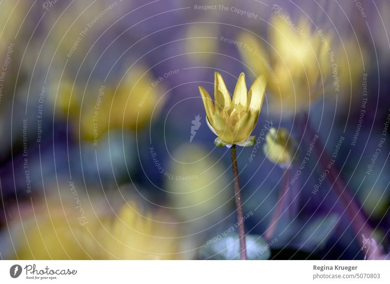 Gelbes Scharbockskraut vor blau violettem Bokeh Blume gelb Blüte Feigwurz Feigenwurz Hahnenfuß Ranunculus Pflanze Natur Nahaufnahme Blühend Unschärfe