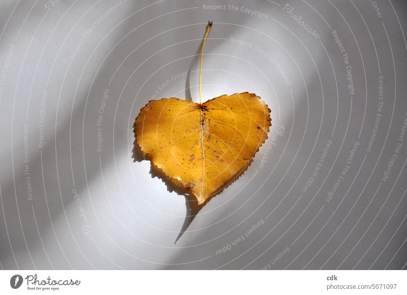 Herzblatt | goldgelbes Herbstblatt in Herzform. Liebe Begeisterung Verliebtsein Glück Zeichen herzförmig Zusammensein Romantik Gefühle Liebeserklärung