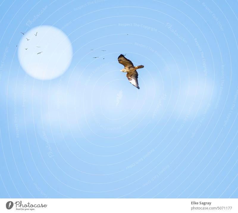 Greifvogel am Himmel -Mäusebussard Flugbild Vogel Blick Ornithologie Stolz Tierporträt Feder Wildtier Außenaufnahme Umwelt Tag Menschenleer
