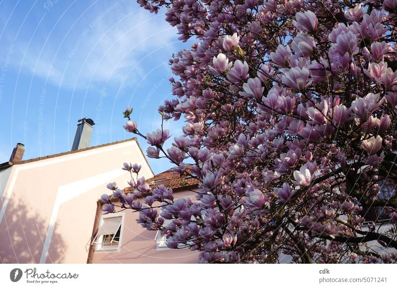 feine Gesellschaft | Magnolienblüte vor rosa Haus | Ton in Ton. Frühling Natur Blüte Blühend Baum Garten Vorgarten Umwelt natürlich Menschenleer Wachstum Duft