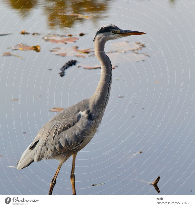 R wie... I ... reihern Vogel Reiher Wasser Tier See Wasservogel Reflexion & Spiegelung Wasservögel Natur