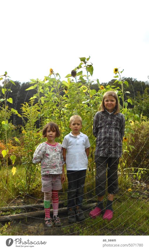 Orgelpfeifen zwischen Sonnenblumen Sommer Kindheit Garten Kinder drei Geschwister Humor Mädchen Junge blond dunkelhaarig Ringelstrümpfe Größe Größenvergleich