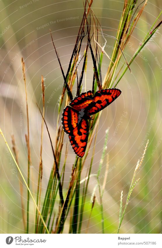 silent moment Natur Tier Schmetterling 1 Stimmung Frühlingsgefühle ruhig Freiheit Farbfoto Außenaufnahme Nahaufnahme Schwache Tiefenschärfe