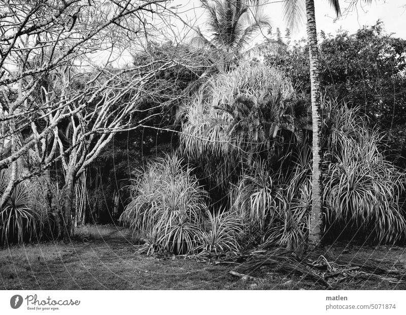 Tropisches Grün Tropen grün Natur exotisch Palme Blatt Außenaufnahme Menschenleer Pflanze Baum Schwarzweißfoto