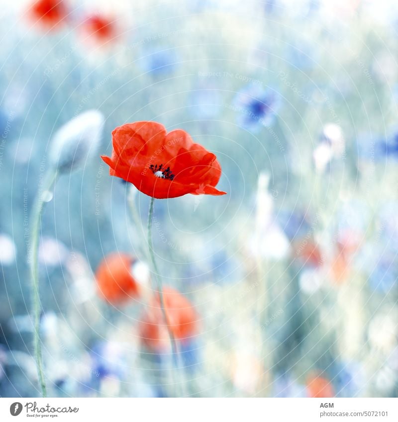 pastellfarbener Hintergrund mit Mohn- und Kornblumen Flora schön Schönheit Blütezeit Überstrahlung blau Buchumschlag hell Blütenknospen abschließen Nahaufnahme