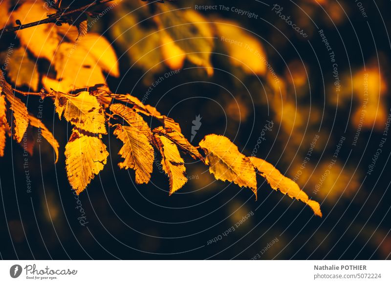 Goldenes Herbstblatt Herbstlaub Herbstfärbung herbstlich Herbststimmung Blätter Laubwerk Herbstfarben Jahreszeiten Blatt Herbstsaison Farbfoto Außenaufnahme