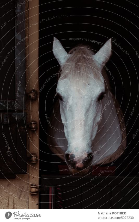 Weißes Pferd in seinem Stall auf dem Gestüt Pferdekopf Tierporträt Tiergesicht Außenaufnahme Nutztier Farbfoto Ponys Tag Nieten Verkaufswagen weiß Natur