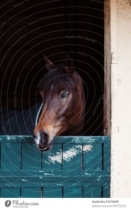 Pferd in seiner Box auf dem Gestüt Pferdekopf Verkaufswagen Tierporträt Nutztier braun Tiergesicht Blick in die Kamera Farbfoto Außenaufnahme Auge Natur Tag
