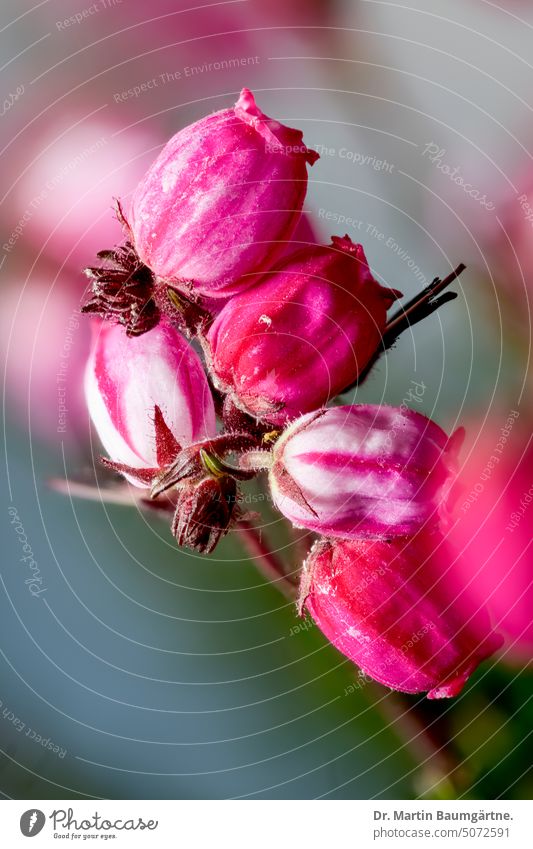 Blütenstand von Daboecia cantabrica, Ericaceae; Glanzheide oder Irische Heide blühen Heidekrautgewächse Zwergstrauch immergrün Pflanze rosa Natur Nahaufnahme