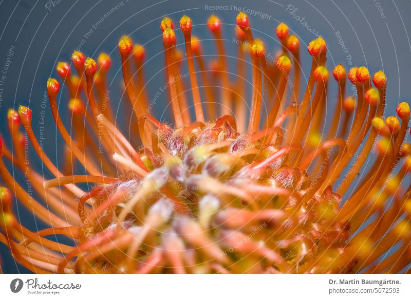 Pollenpräsenter im Blütenstand von Leukospermum cordifolium Nadelkissen Pflanze Proteaceae aus Südafrika Strauch immergrün Kübelplanze
