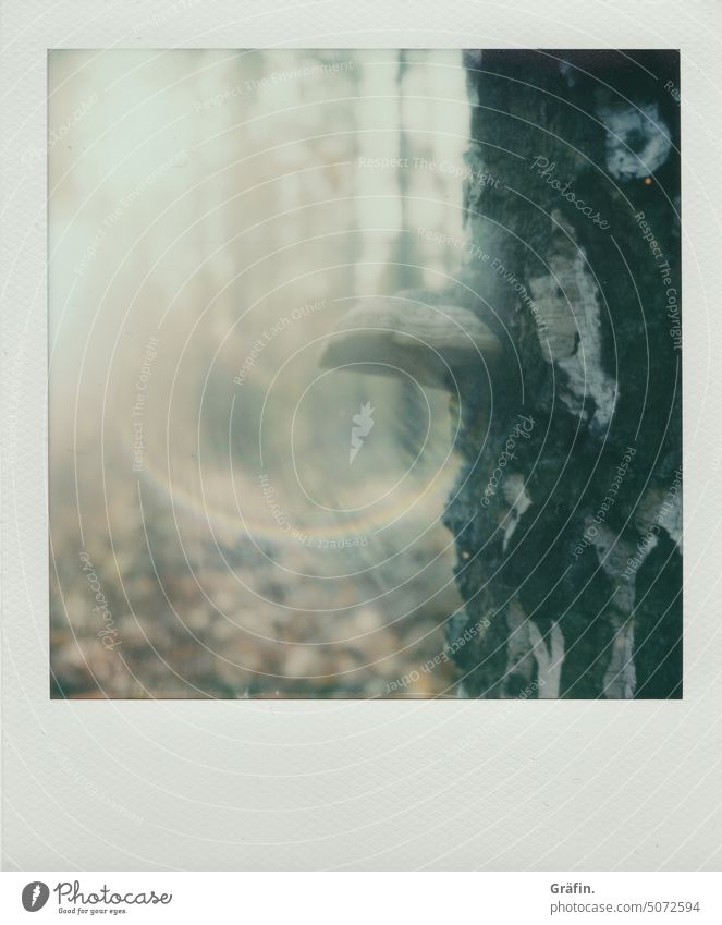 Pilzsaison Polaroid analog Analogfoto Analogfotografie Sofortbildkamera Farbfoto Außenaufnahme Wald Birke Borke Baum Baumstamm Waldspaziergang waldbaden Umwelt
