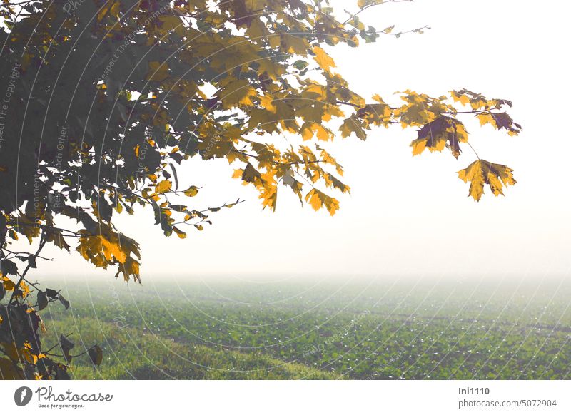 Novembernebel Herbst Sonnenschein Stille Ruhe Nebel dichter Nebel Feldrand Feldbepflanzung Acker Gras Baumzweige überhängend Ahorn Buche Herbstfärbung Blätter