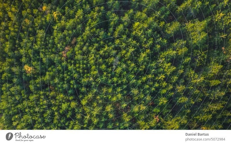 Luftaufnahme eines bunten Herbstwaldes an einem Sommertag. Ansicht in Einstellung. Waldweg in Luftaufnahme. Antenne Ackerbau Flugzeug Herbsthintergrund