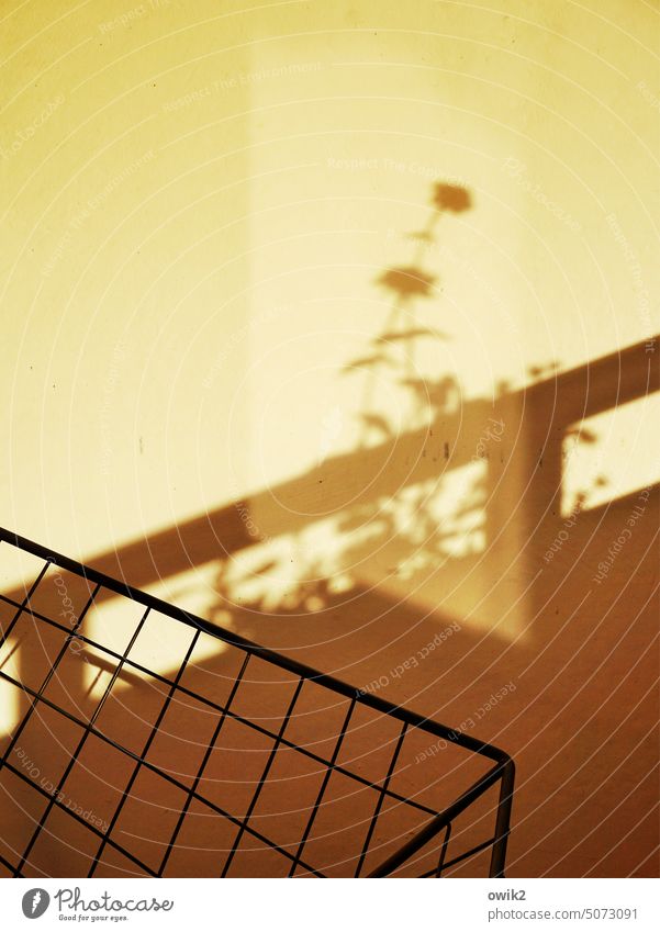 Gegenläufiger Trend Balkon Wand weiß gelblich Gelbstich Schatten Pflanze Balkonpflanze Halm Blätter klein abstrakt Lichterscheinung Reflexion & Spiegelung