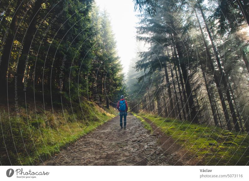 Wanderer mit blauem Rucksack wandert in einer Waldumgebung. Durch die Bäume und den Nebel dringt die Morgensonne und beleuchtet die Tierwelt. Beskiden, Tschechische Republik