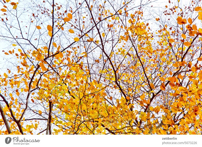 Herbstwald ausflug bad schandau elbe ferien freizeit herbst herbstlaub landschaft laubfärbung natur reise sachsen sandstein schrammsteine sächsische schweiz