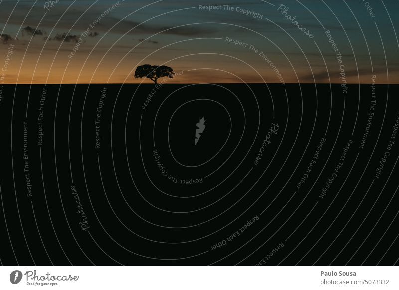 Alentejo Landschaft Silhouette Portugal Eiche vereinzelt Baum Natur Umwelt Außenaufnahme Farbfoto Pflanze Menschenleer Tag Sonnenuntergang