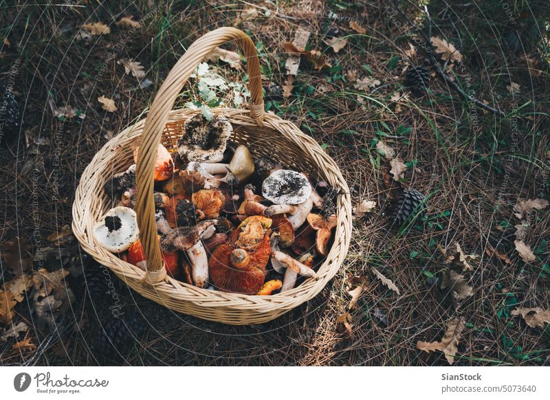 Korb mit frischen Champignons, Draufsicht Pilze Wald Herbst Natur natürlich Lebensmittel essbar Sammeln Hintergrund Jagd farbenfroh Sommer Kommissionierung wild