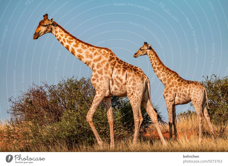 giraffen kreuzen den weg Tiergesicht Menschenleer Tourismus Ausflug Tierporträt Wildnis Kalahari Giraffe Tierschutz Tierliebe Wildtier fantastisch