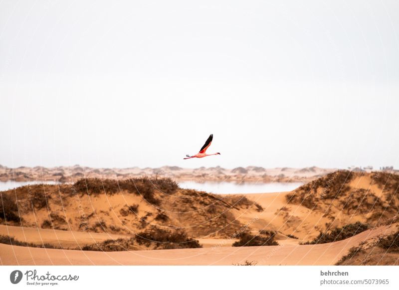 einzelstück frei fliegen Flamingo Vögel Wildtier Sand Wüste Namibia Afrika Meer Ferne Fernweh reisen Freiheit Natur Ferien & Urlaub & Reisen Farbfoto Landschaft