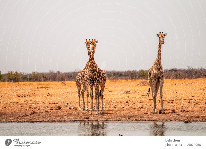 die drei von der tankstelle Tiergesicht Menschenleer Tourismus Ausflug Tierporträt Wildnis fantastisch Wildtier Tierliebe Tierschutz Giraffe außergewöhnlich