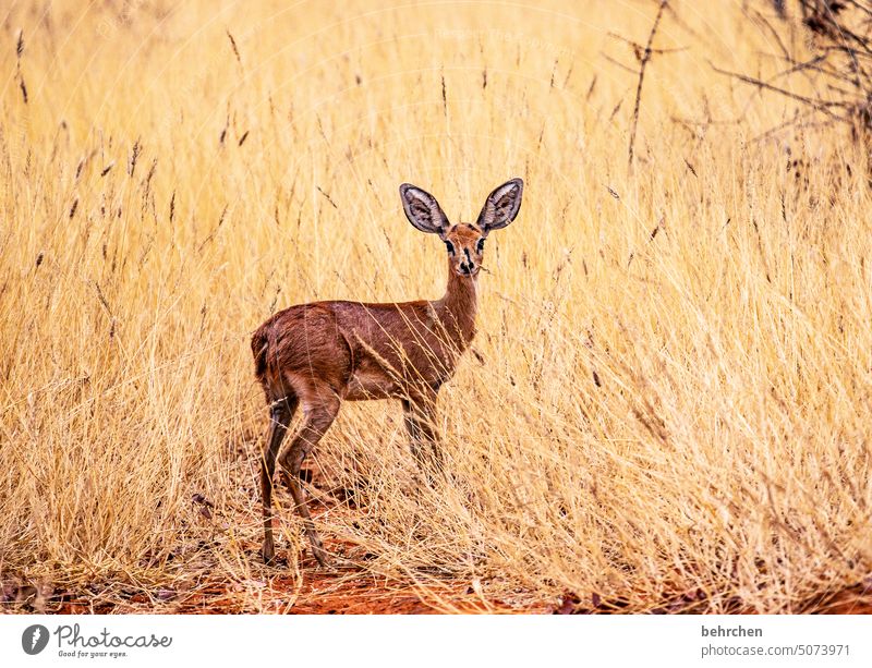 steinböckchen Wildtiere Tier Tierporträt Gras etosha national park Etosha wild Afrika Namibia Außenaufnahme Fernweh Farbfoto Freiheit besonders