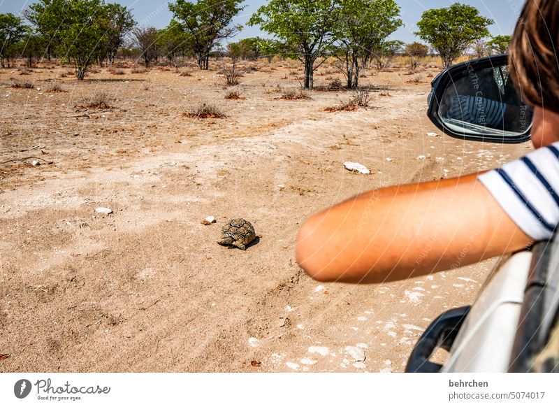 hey dude, willst nen stück mitfahrn?! beobachten Kindheit Sohn Wildnis etosha national park Afrika Namibia Etosha Fernweh Safari Freiheit Abenteuer