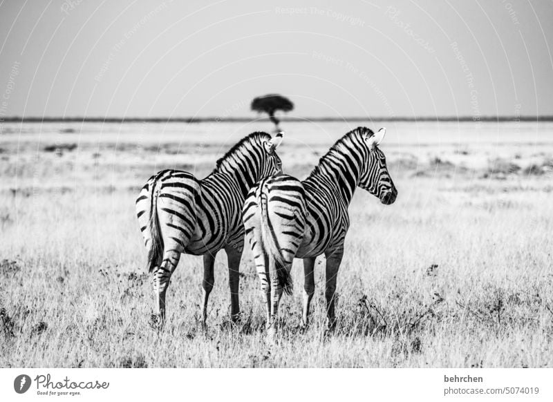 freundschaft | zwei vom selben schlag etosha national park Etosha Etoscha-Pfanne außergewöhnlich Tierporträt fantastisch Wildtier frei wild Wildnis Zebra Safari