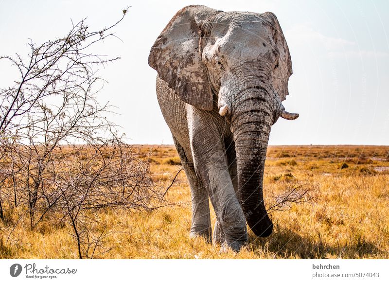 stattlich Gefahr riskant gefährlich Elefantenbulle etosha national park Etosha Etoscha-Pfanne fantastisch Wildtier außergewöhnlich frei wild Wildnis Tier