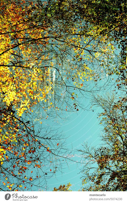 naturverbunden | herbstfarben gefärbte Blätter Herbstfarben Wald Bäume Herbstleuchten Wetter Farbfoto Natur Landschaft Umwelt Klima herbstlich Wärme Baum